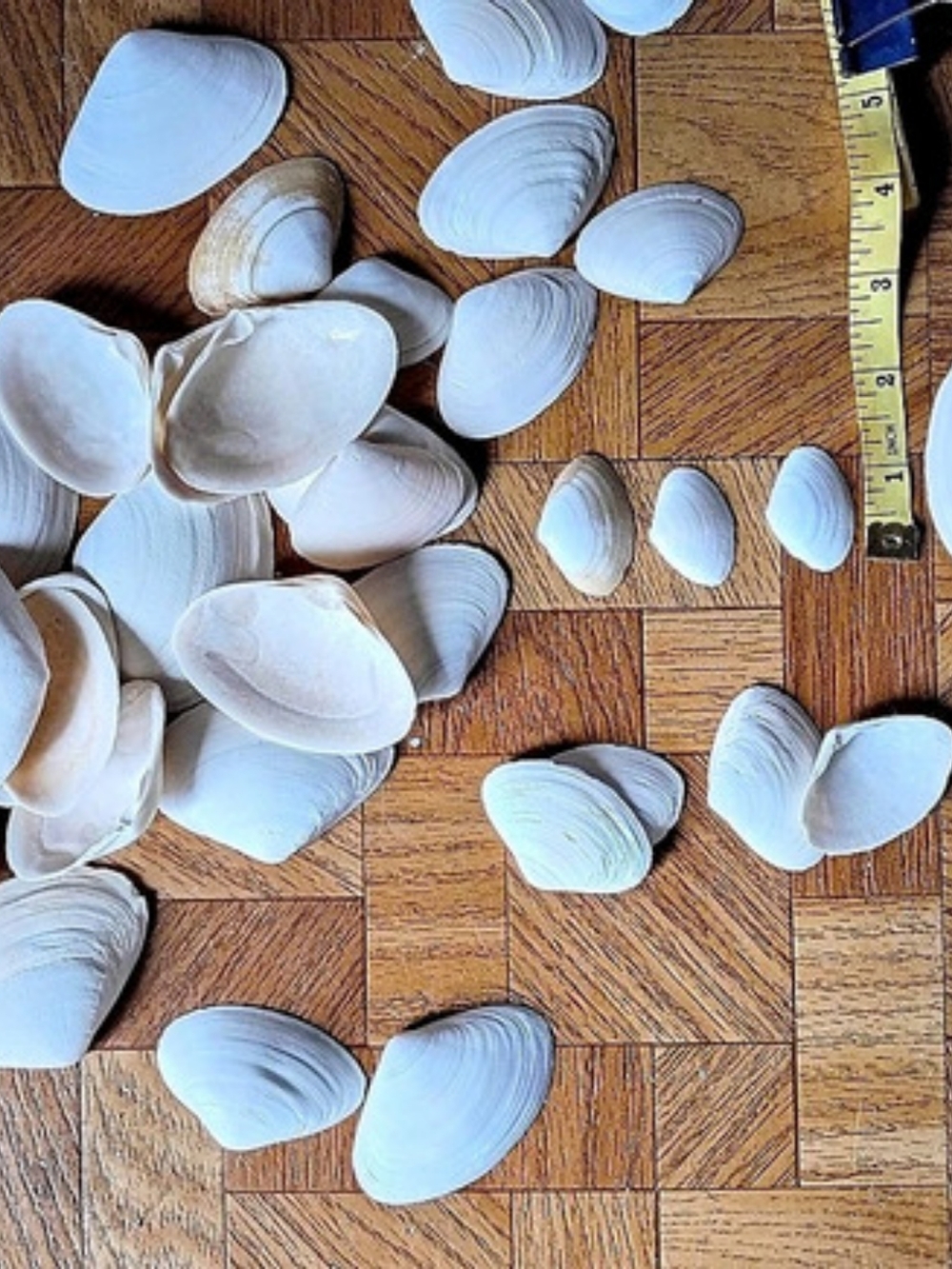 Southern Surf clams-shells for crafting
